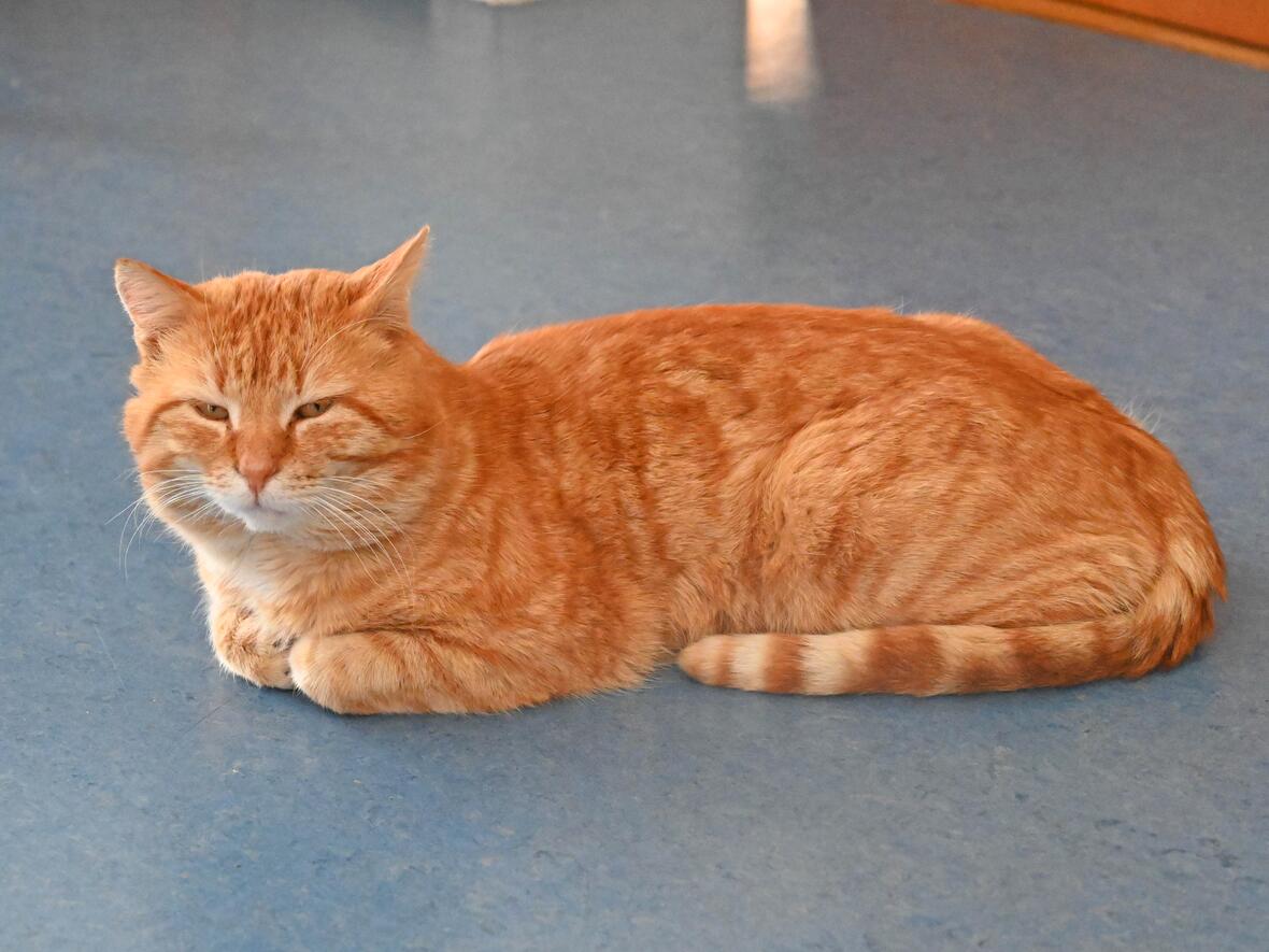 kater-im-pfarrhaus4832209