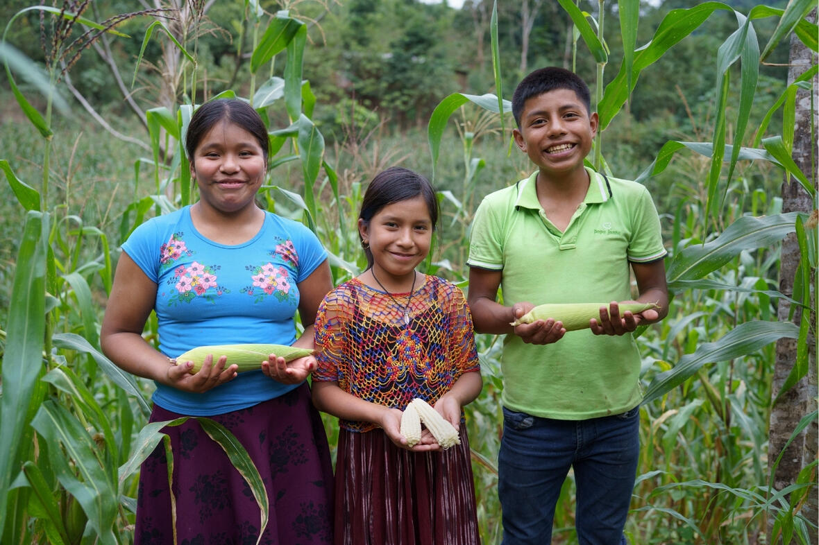 Alle Familien im Dorf haben ein kleines Feld, auf dem sie Mais anbauen. Das ist das Hauptnahrungsmittel der Menschen in Guatemala. Auch bei Norma und ihren Freunden Deysi und Elmer kommt täglich Mais auf den Teller. 