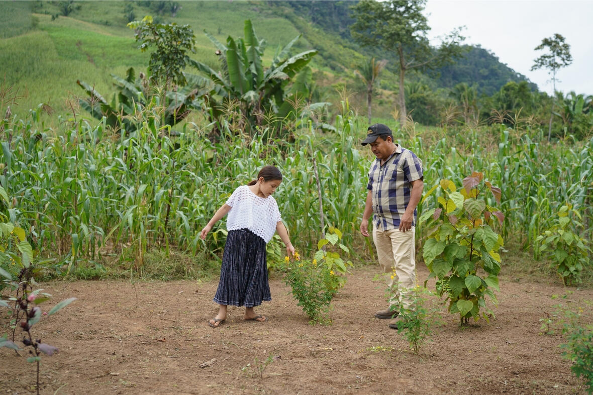 Das Caritas-Team verteilt Saatgut und legt mit den Familien Gärten an. Sie pflanzen Chilis, Rettich, Hibiskus oder Chipilín – ein Strauch mit gelben Blüten, dessen Blätter ähnlich wie Spinat schmecken. Er enthält viel Eisen, Kalzium, Magnesium und Vitamine.