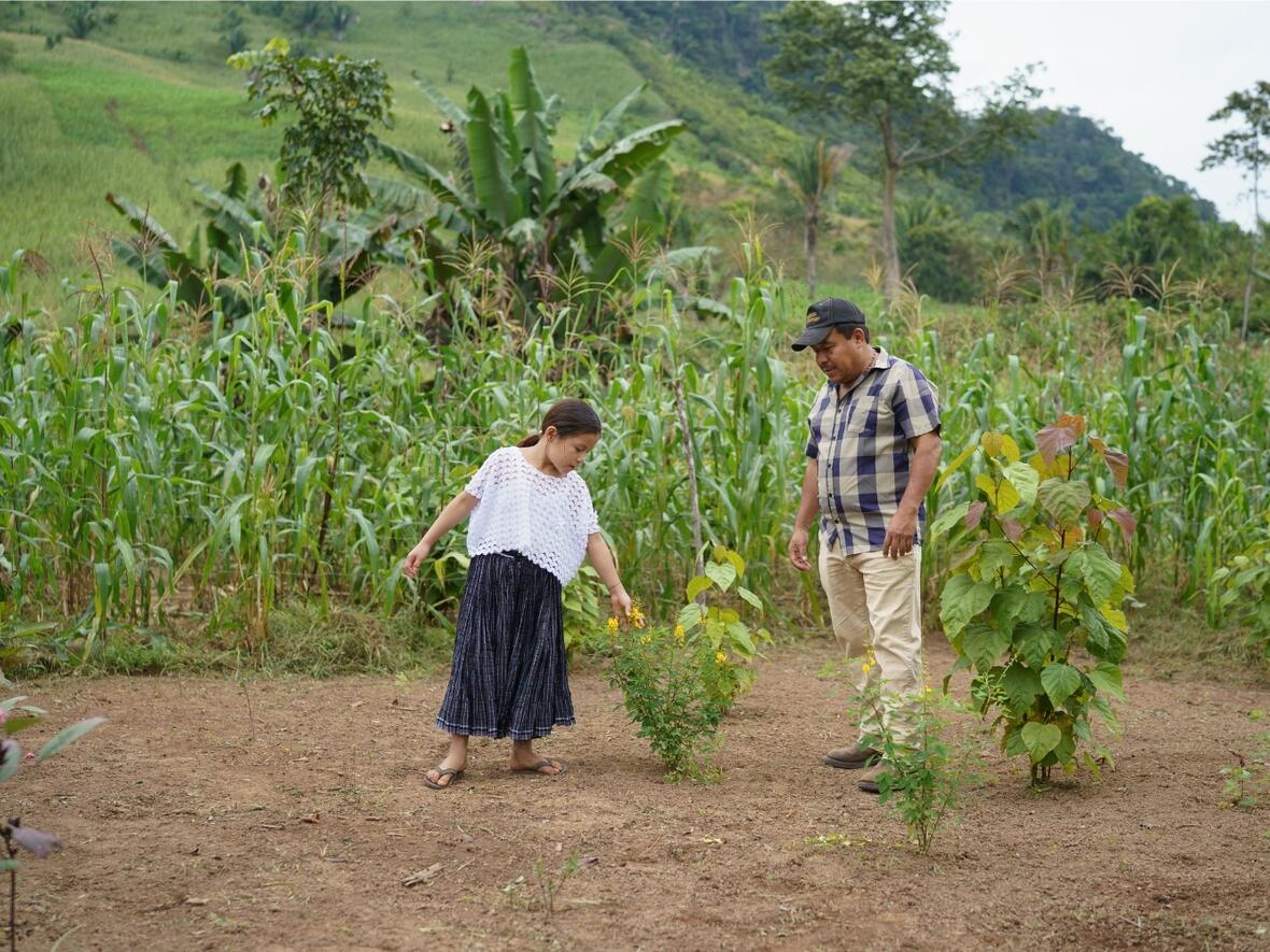 Das Caritas-Team verteilt Saatgut und legt mit den Familien Gärten an. Sie pflanzen Chilis, Rettich, Hibiskus oder Chipilín – ein Strauch mit gelben Blüten, dessen Blätter ähnlich wie Spinat schmecken. Er enthält viel Eisen, Kalzium, Magnesium und Vitamine.