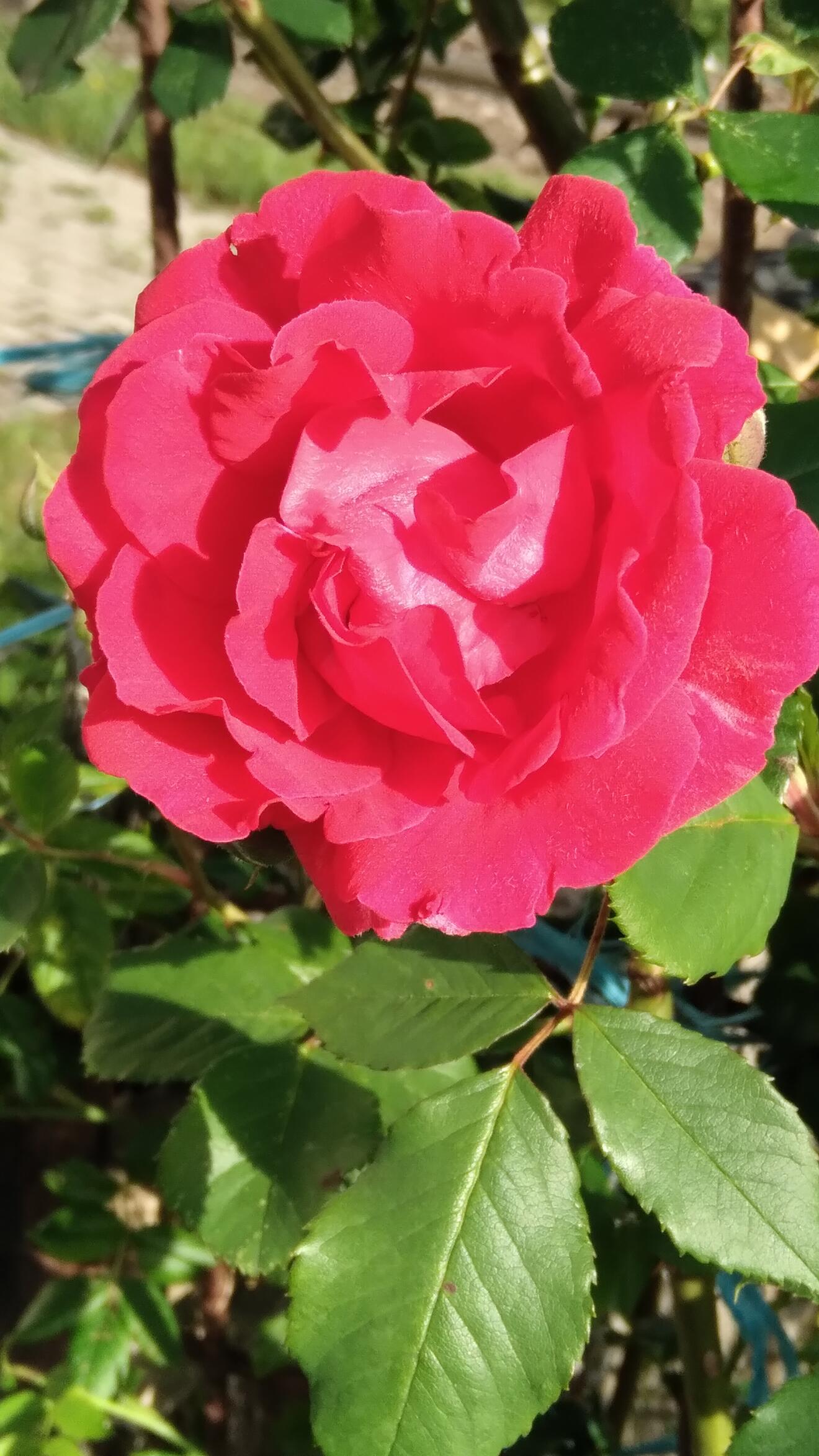 Ein kleines Glück