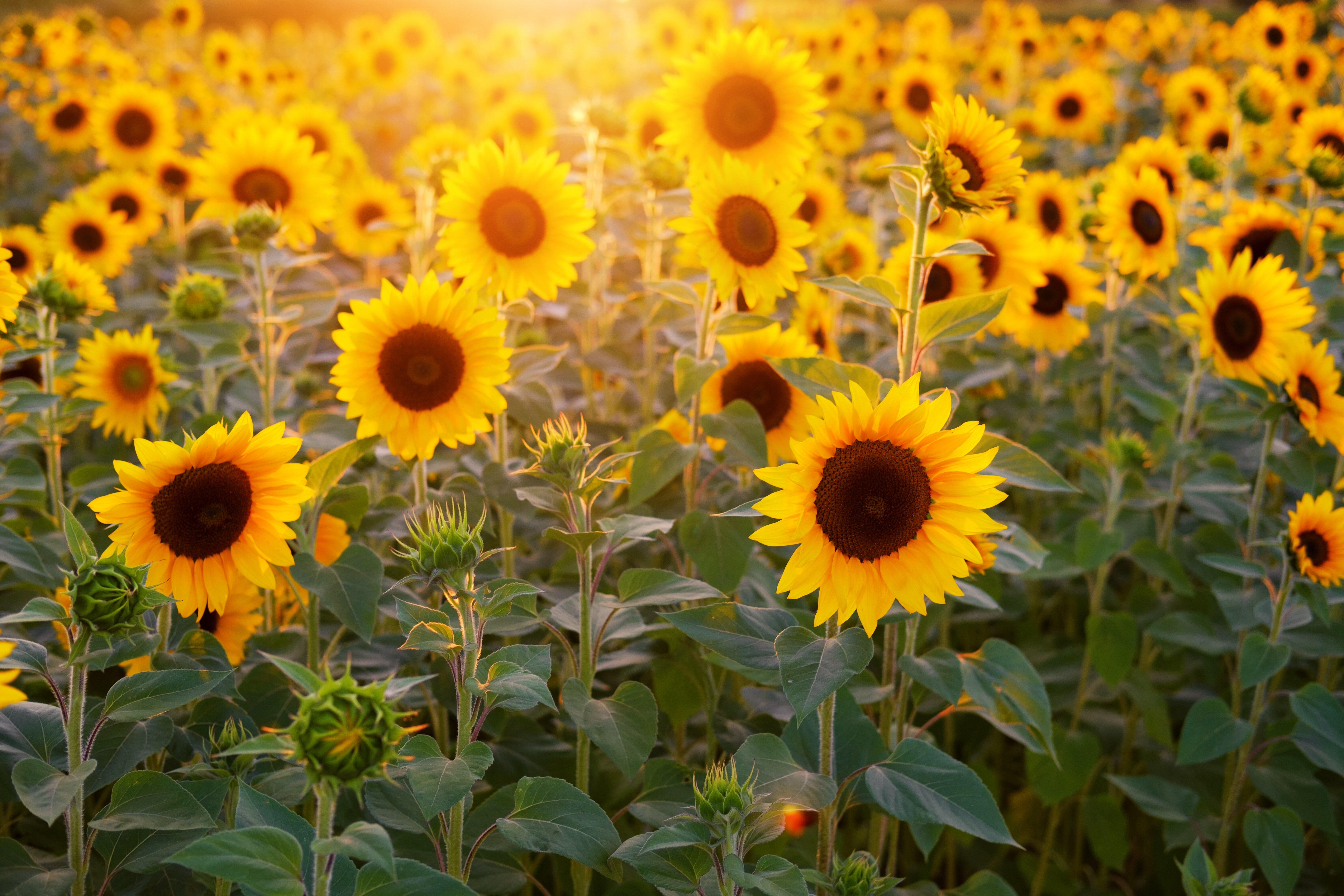 kw-36-sonnenblume-b