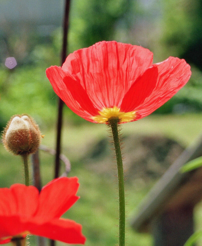 mohnblume-jpg169101
