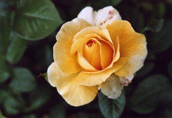 rose-jpg170514