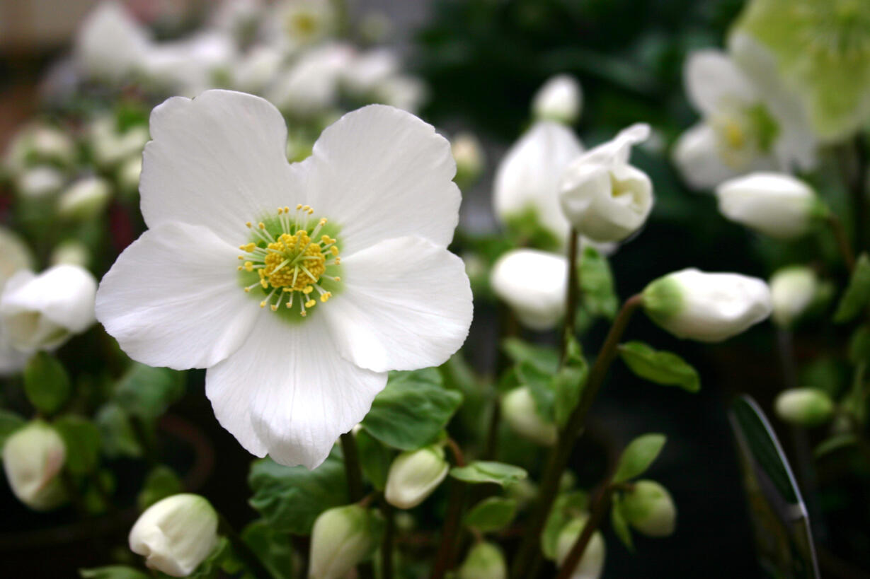 christrose-jpg170590