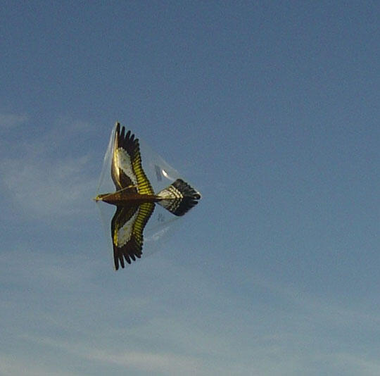 adler-jpg179799
