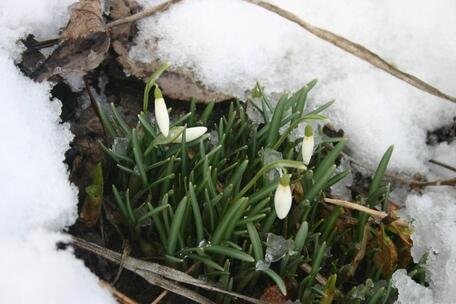 schneegloeckchen454612