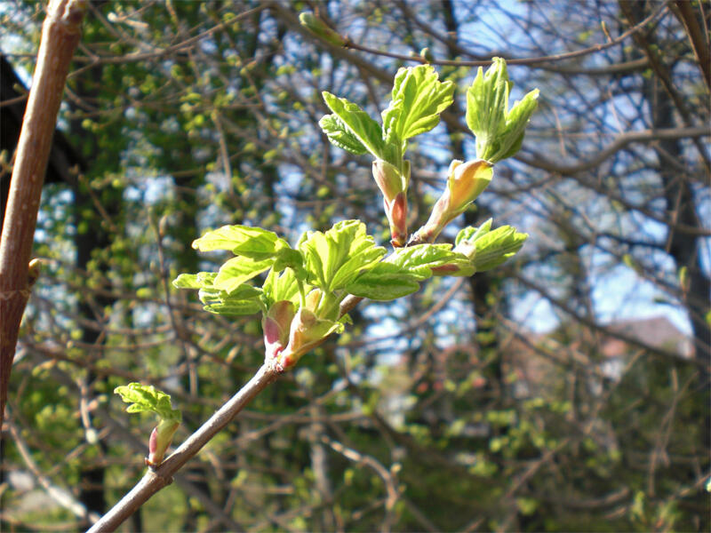 ostern-jpg475645