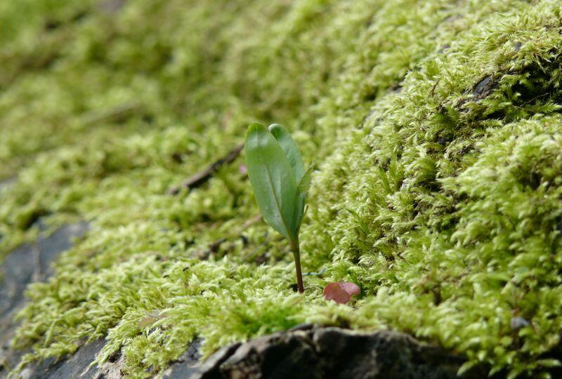 keimling-jpg492027