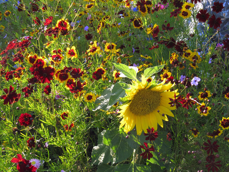 sonnenblume-jpg583942