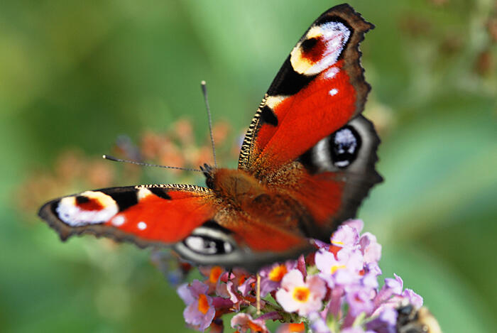 schmetterling-jpg666919