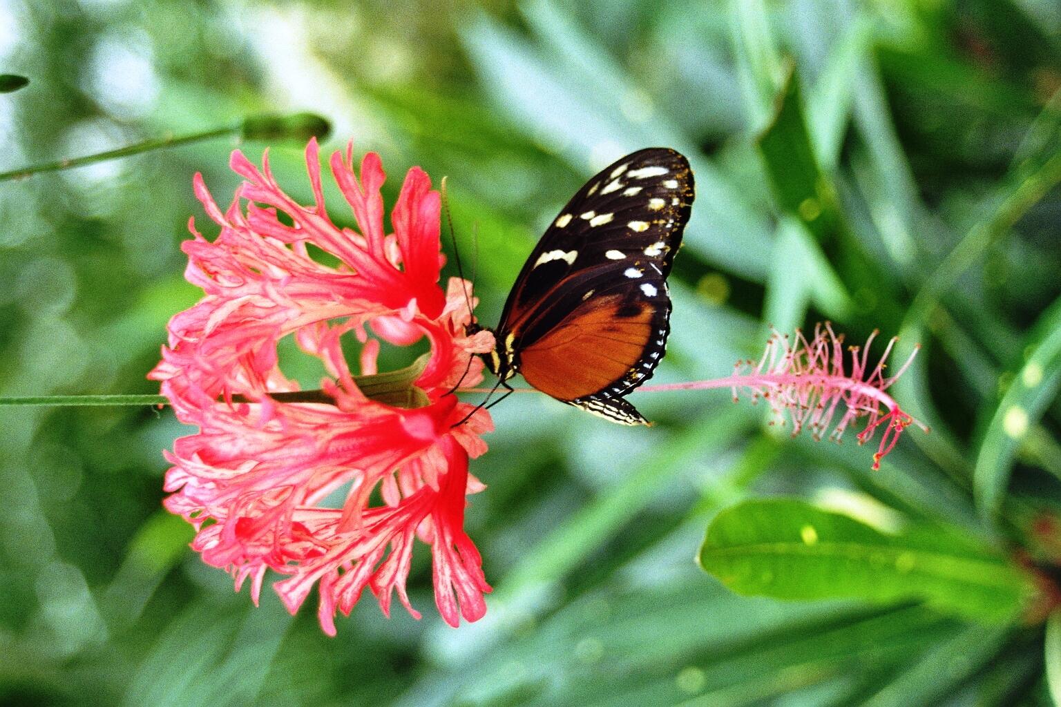 schmetterling-jpg763327