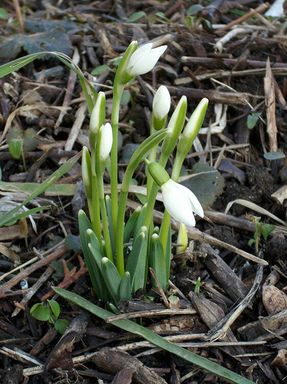 schneegloecken917524