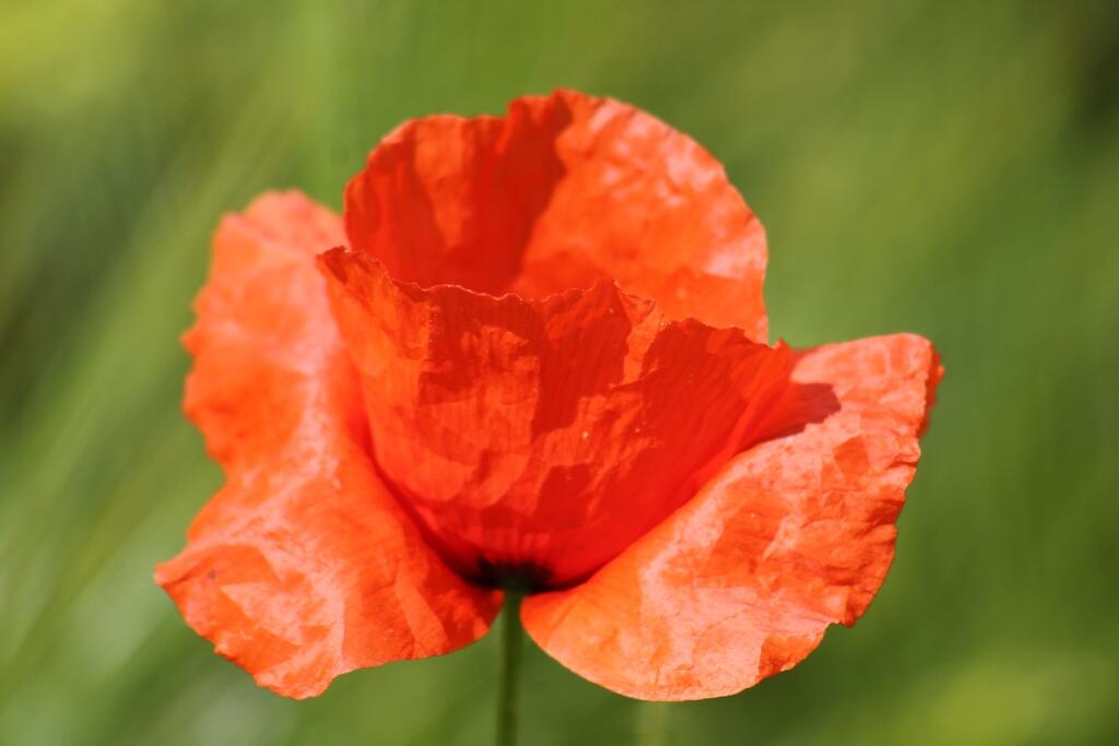 enthalteter-mohn974451