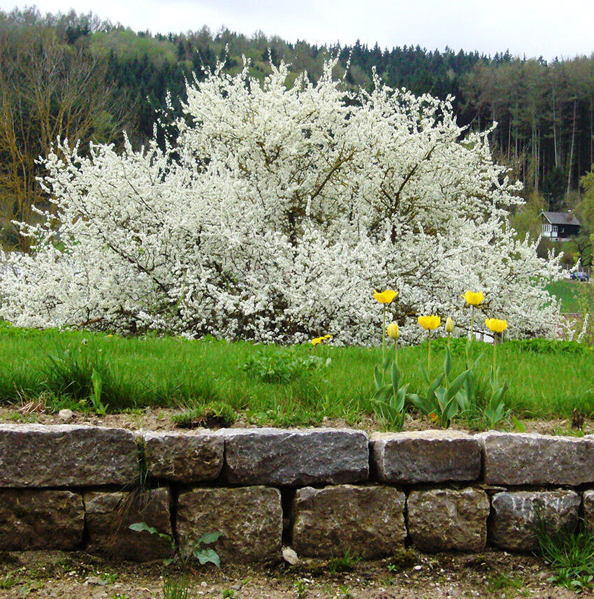 Bild: Gertrud Brem