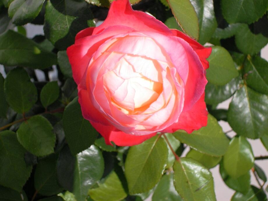 gi-kw-34-rose1746679