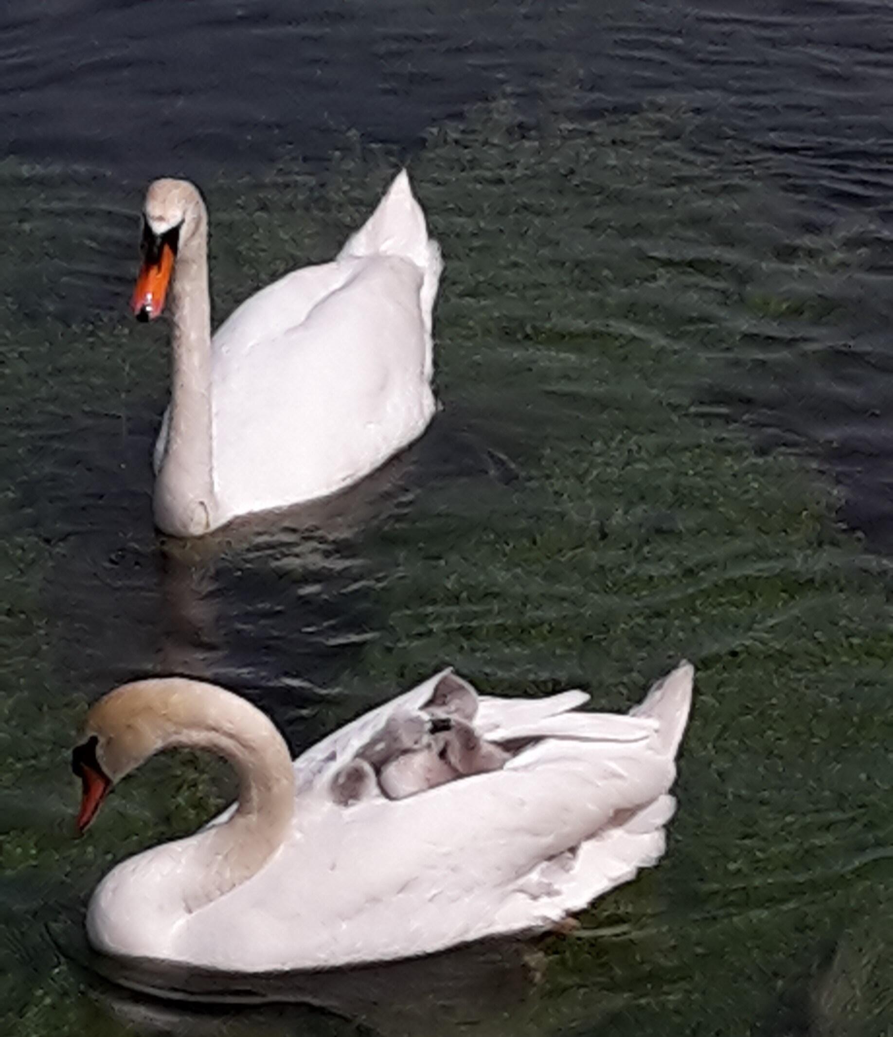 gi-kw-27-zuspruch-und-zumutung-schwan2909098