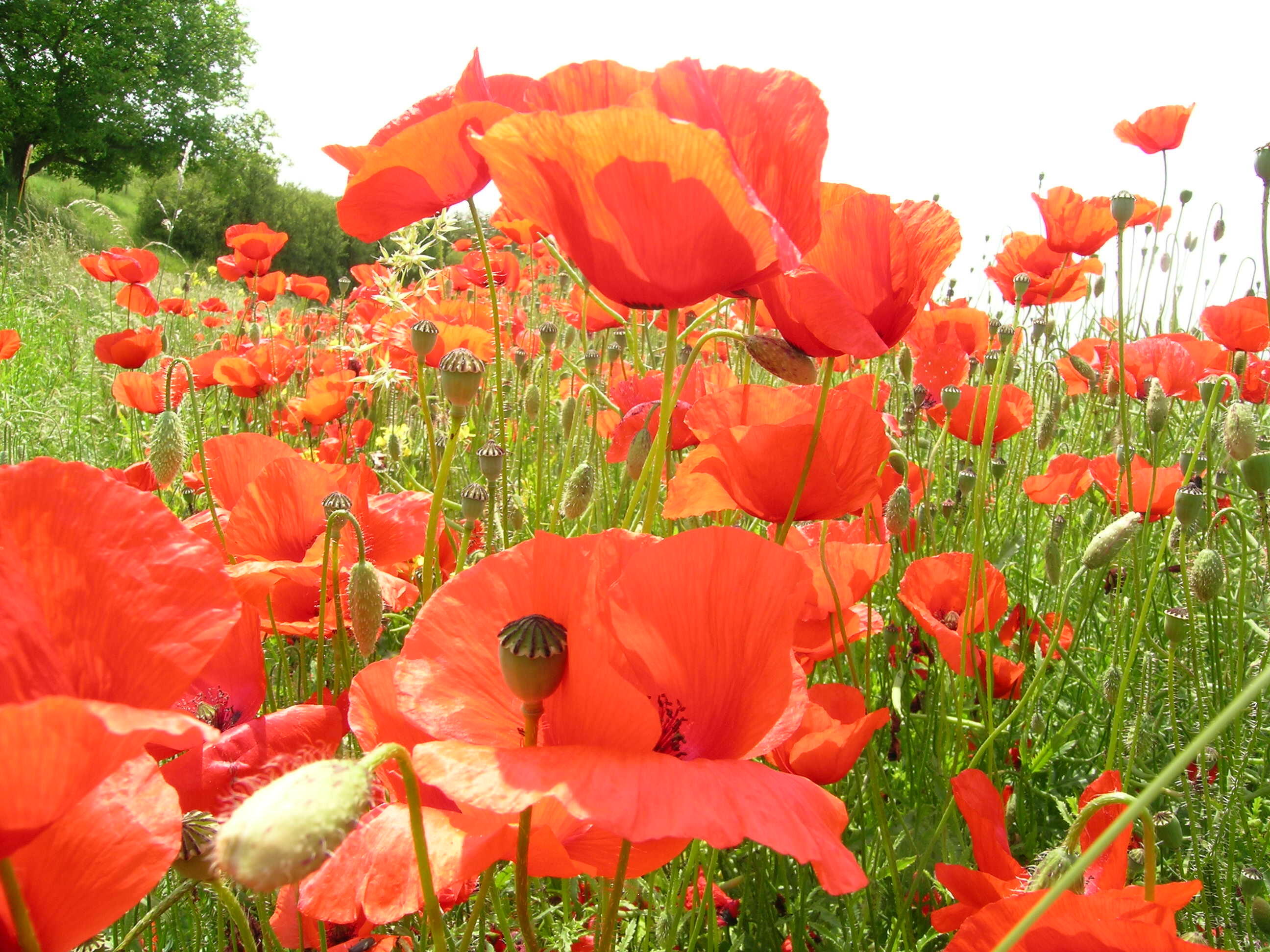 gi_kw-26-sommer-bild3785198
