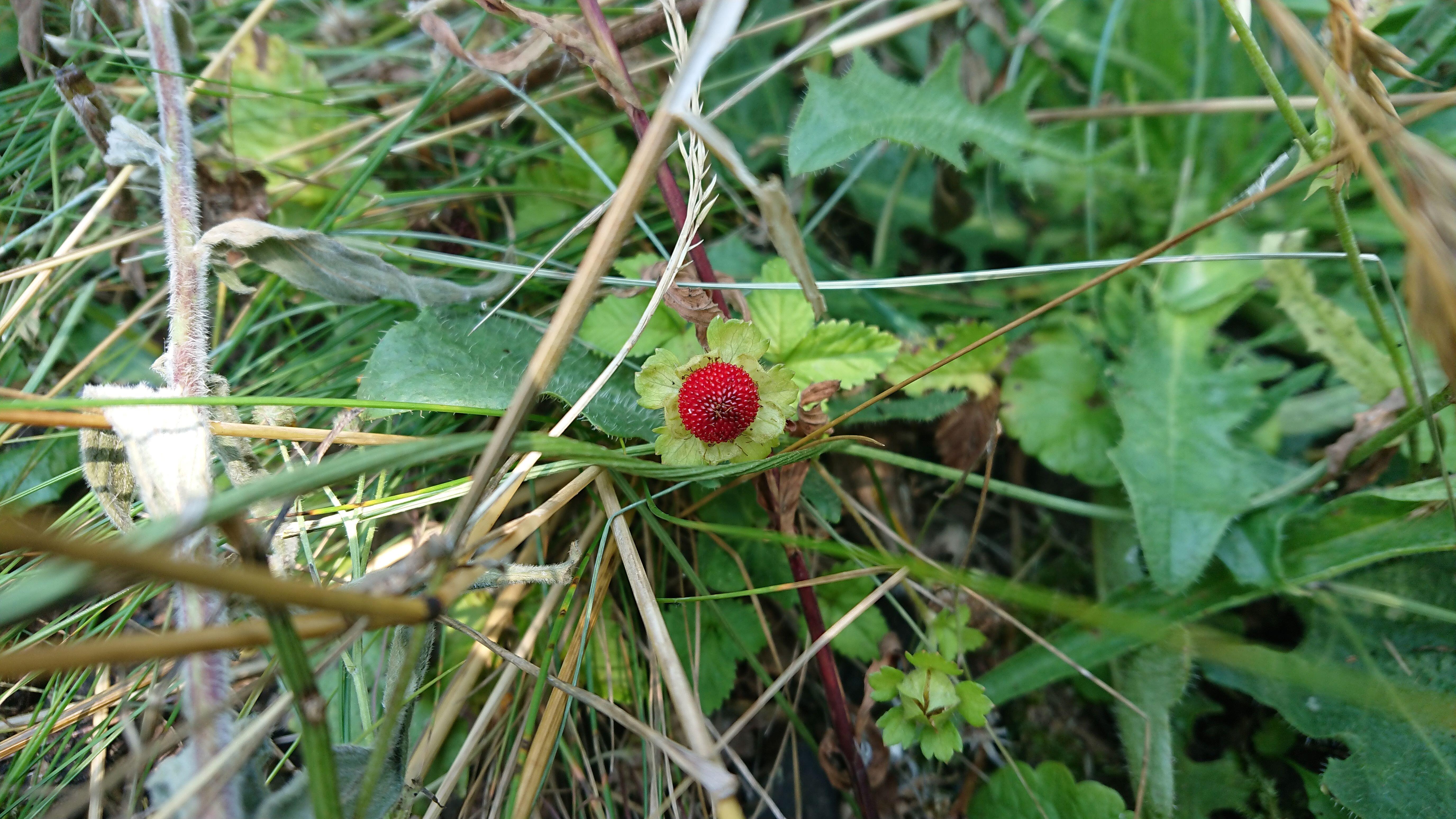 kw-36-frucht-die-bleibt