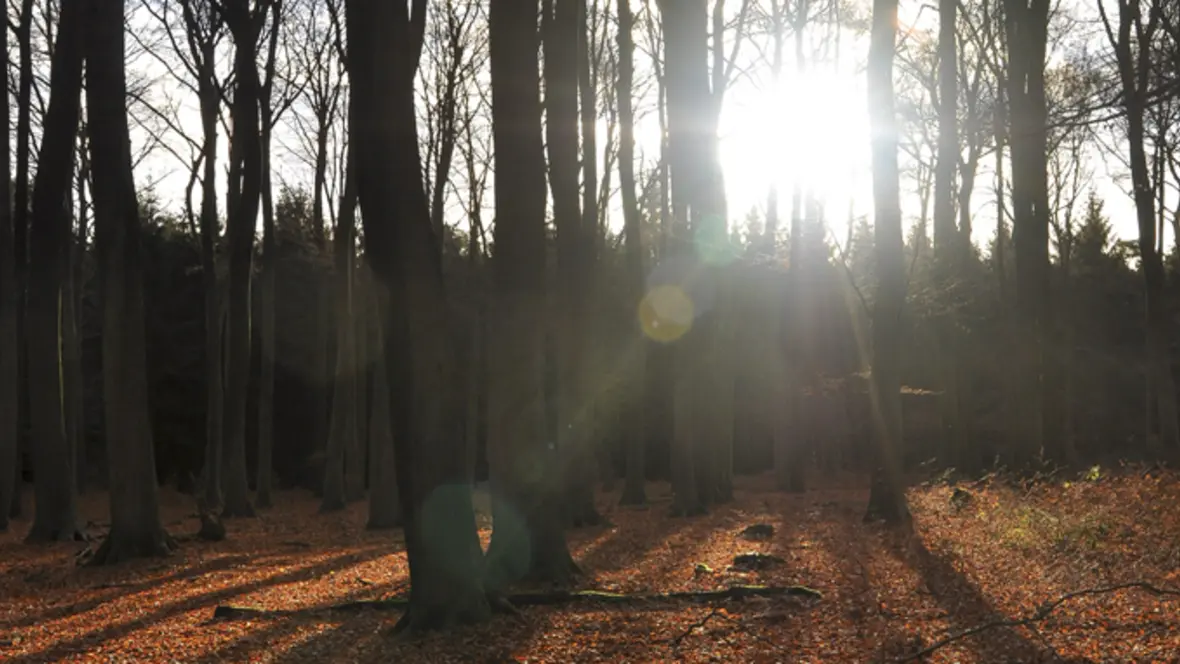 kw-45-allerheiligen-bildausschnitt