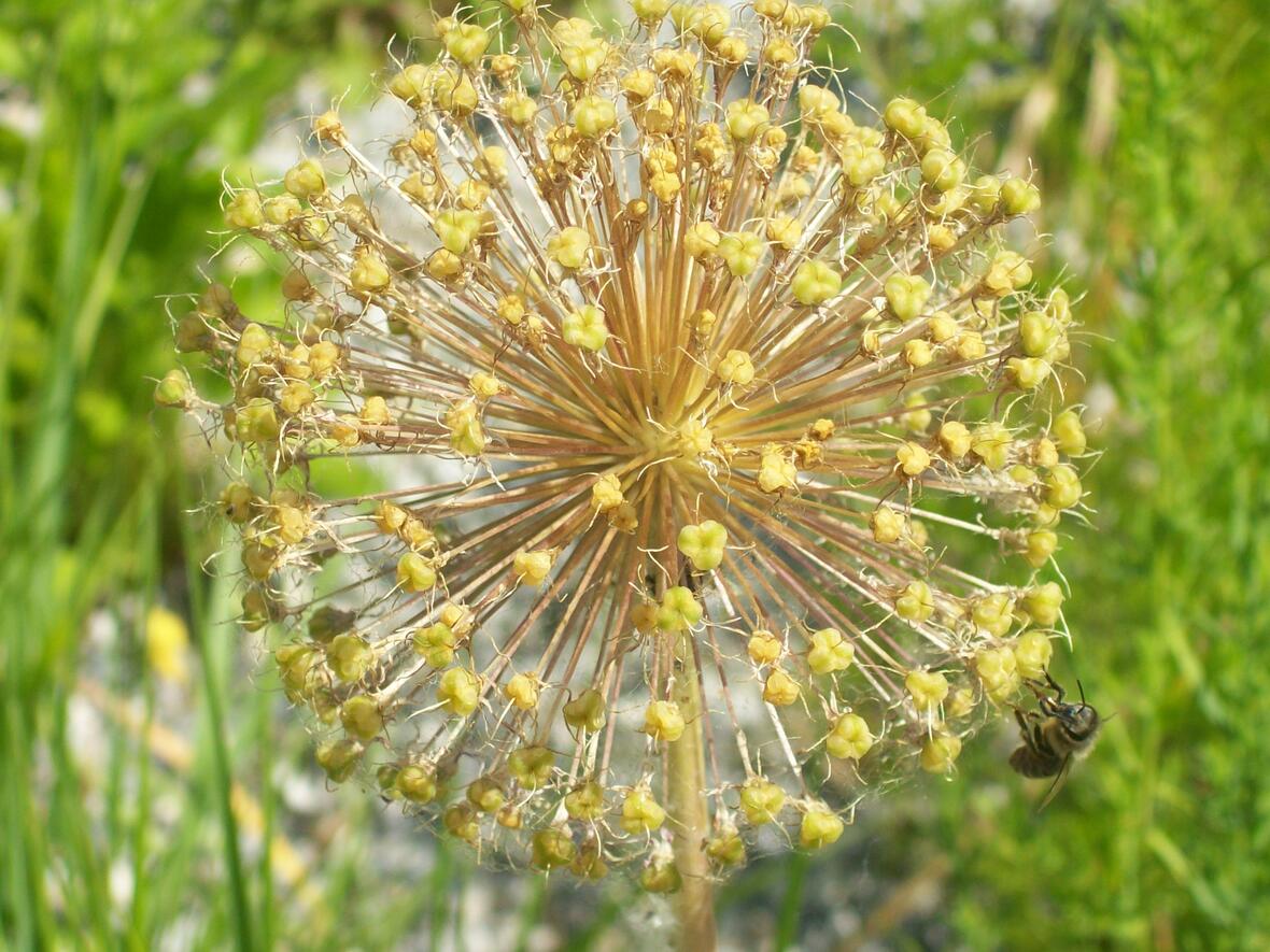 sommerbild-ab-juni