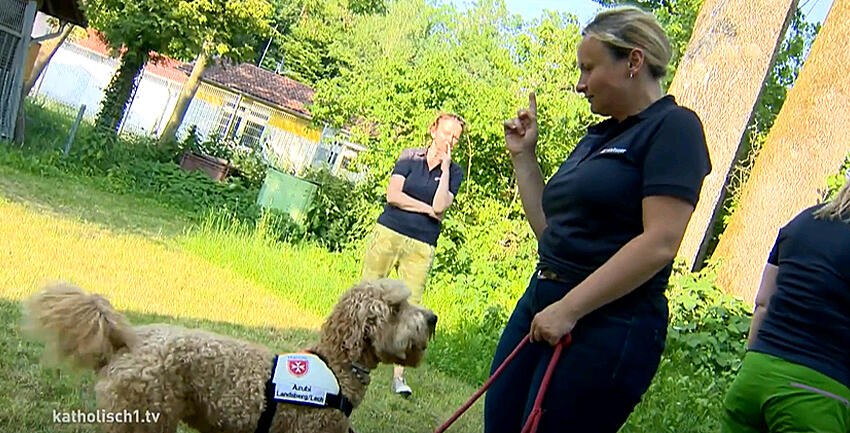 Boxbild Malteser Hunde