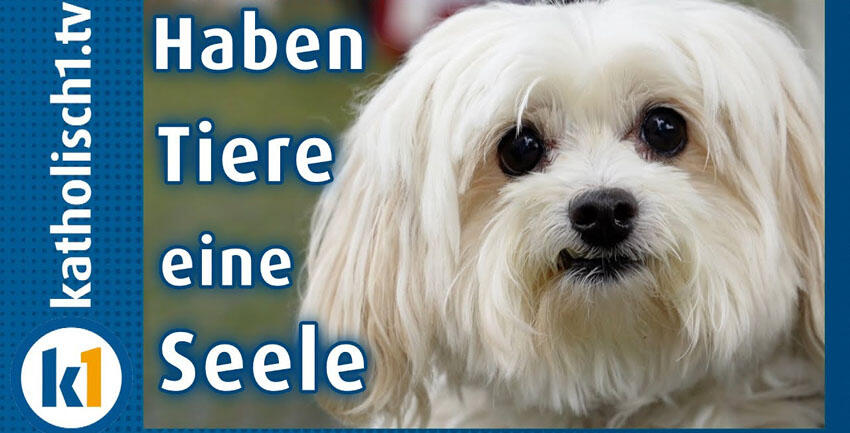 Kommen Tiere in den Himmel - Tiersegnung in Augsburg