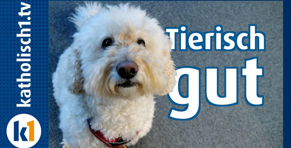 Video Hund