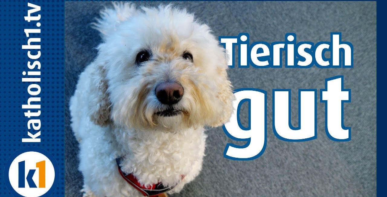 Video Hund