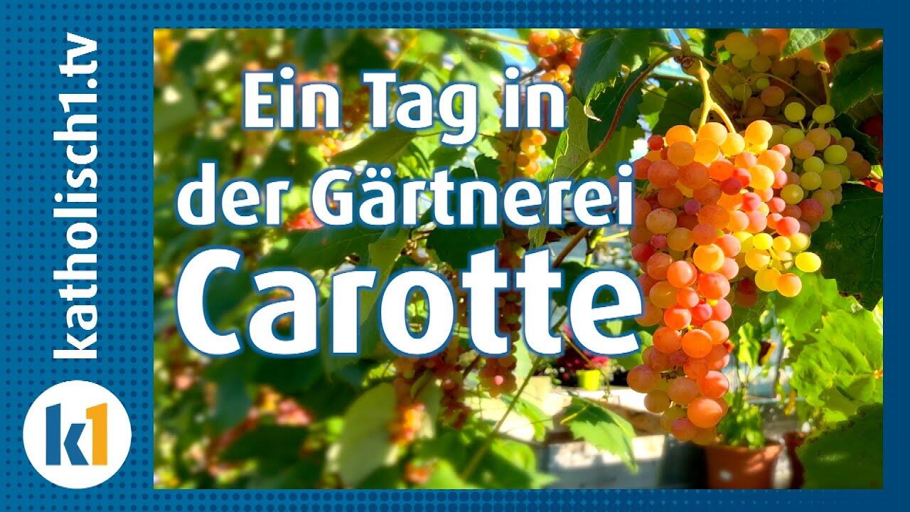 Video Carotte