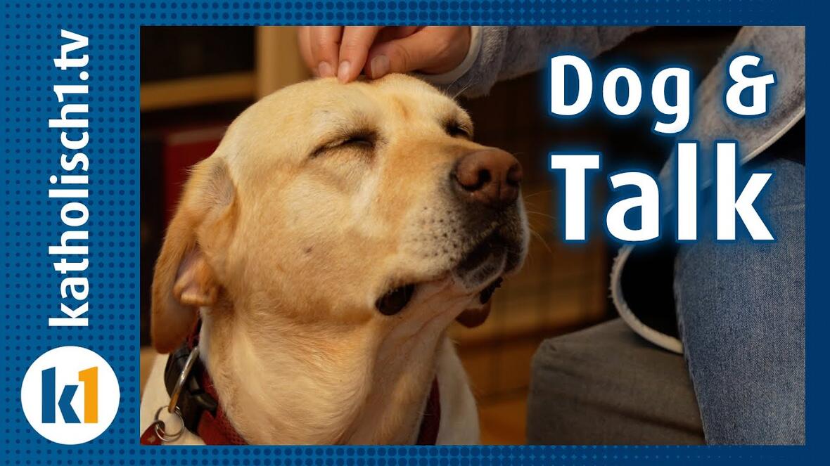 video-dog4888278