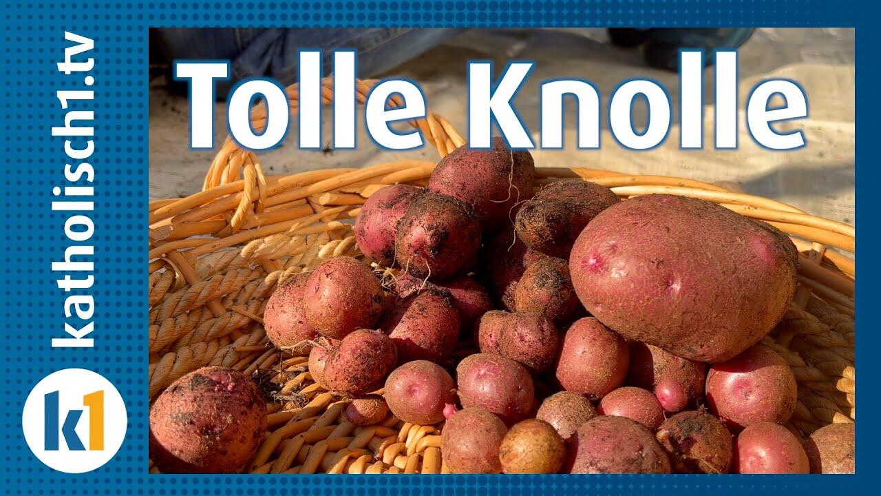 Video Knolle