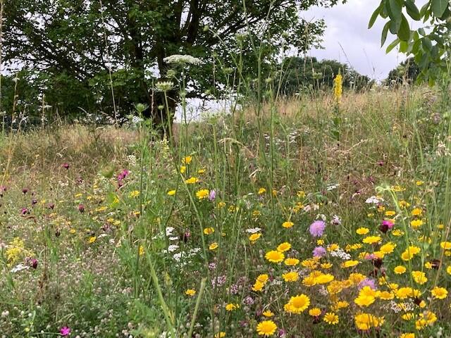 Die Beiträge greifen die große Vielfalt des Arten-und Naturschutzes auf (Symbolfoto: Karl-Georg Michel)