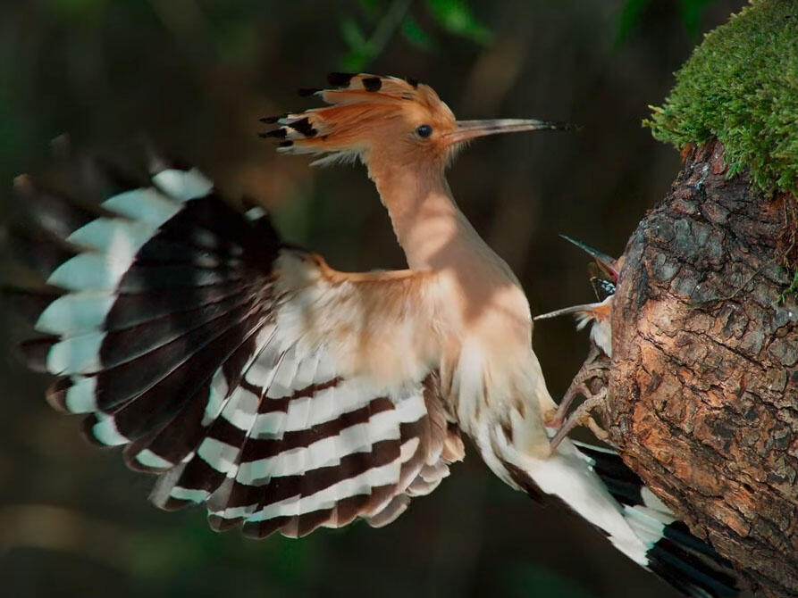 vogelperspektiven4439425