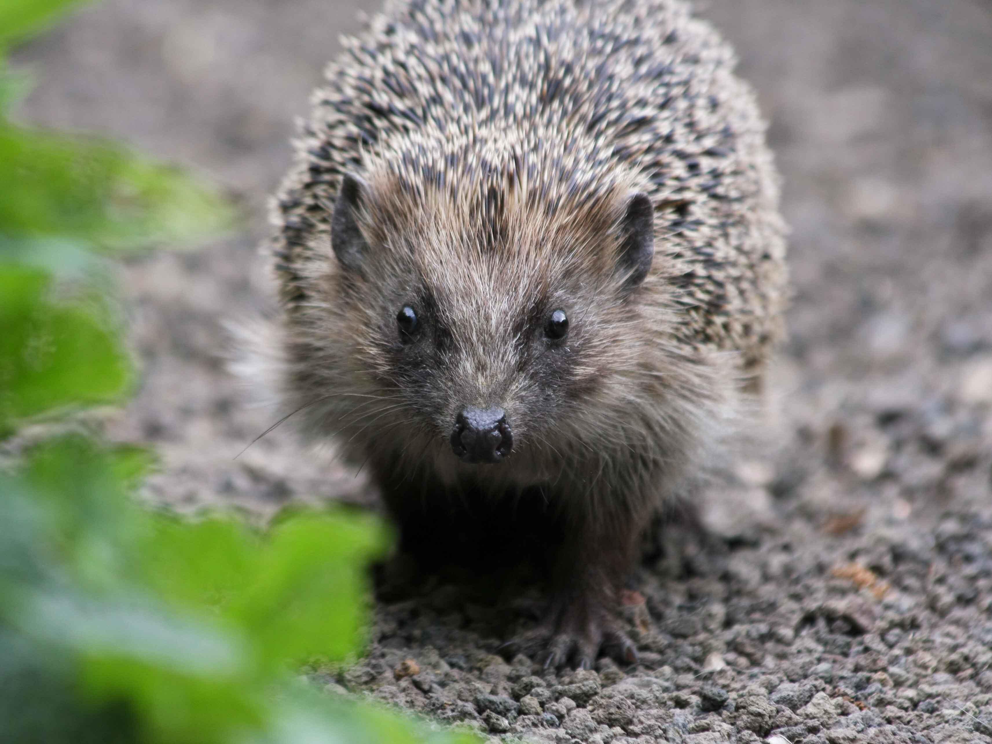 Haben Sie auch Igel im Garten? (Foto: NABU)
