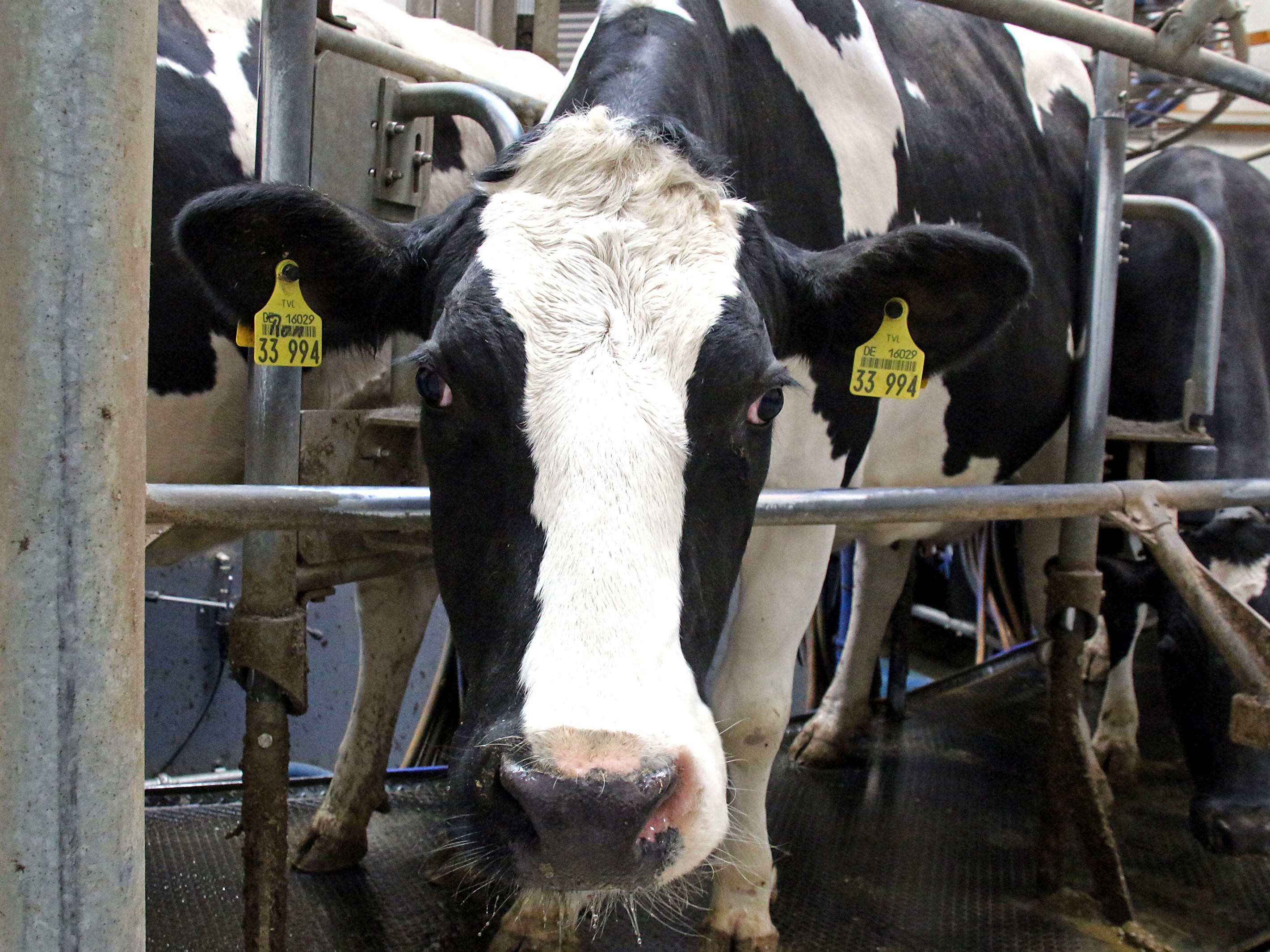 Der KLB geht es um eine art- und tierwohlgerechte Rinderhaltung auch mitten im Ort. (Symbolfoto: Peter Weidemann, in: pfarrbriefservice.de)