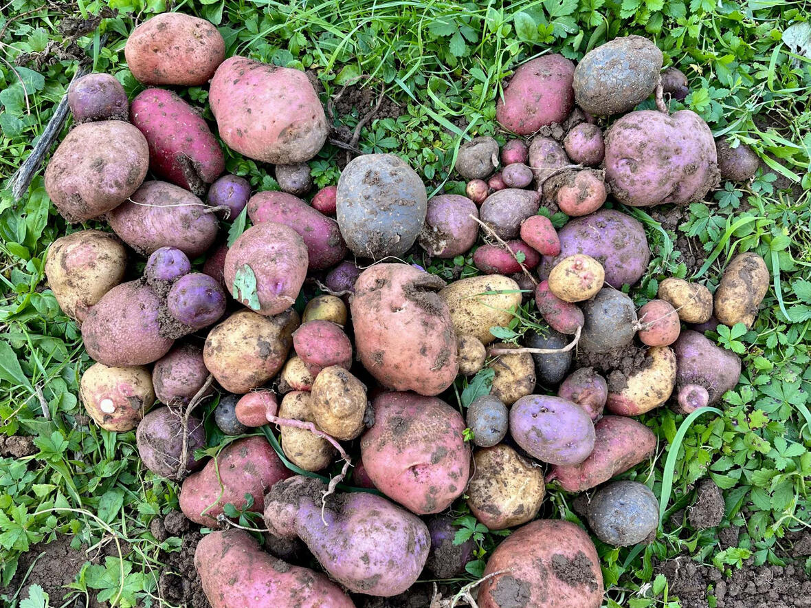 Viele, bunte Kartoffeln: Wer bei der Kartoffelaktion mitmacht, darf sich im Sommer über ein wohlschmeckendes Ergebnis freuen. (Foto: Theresia Berthold)