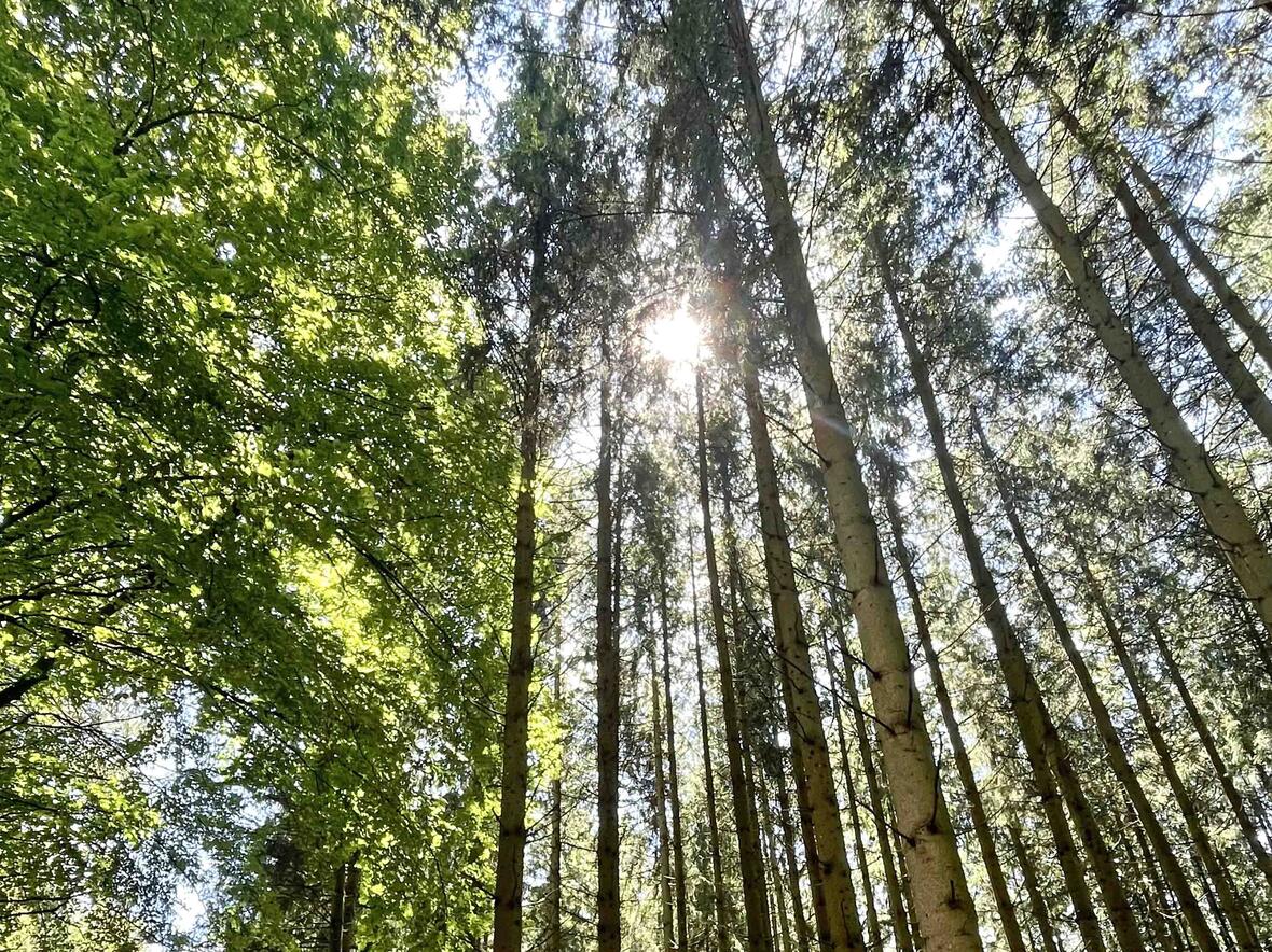 24 Stunden-Auszeit: den im Wald (Foto: Daniela Kaschke / Exerzitenhaus Leitershofen)