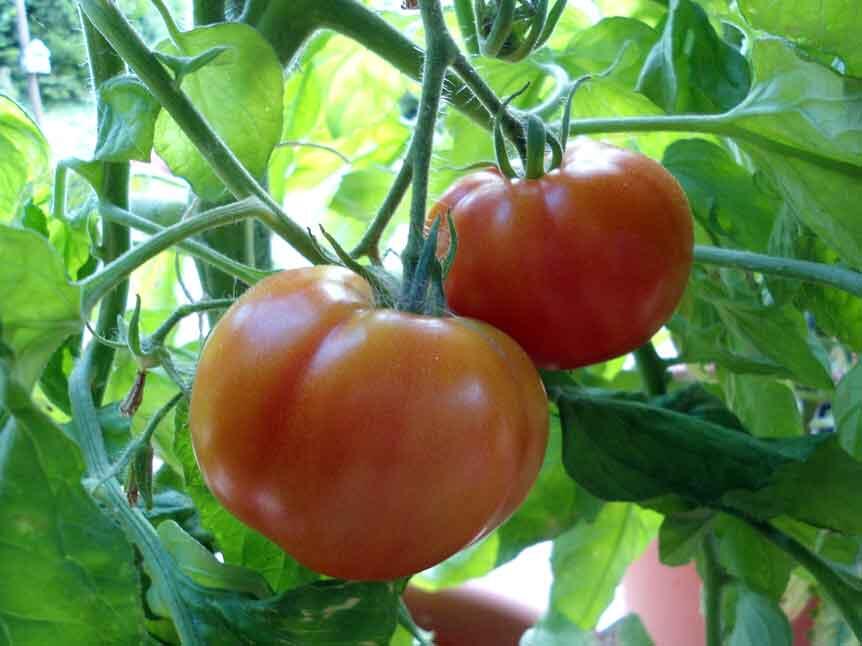 Schmecken nicht die eigenen Tomaten am besten? (Foto: Sr. M. Andrea Walterbach, in: pfarrbriefservice.de)