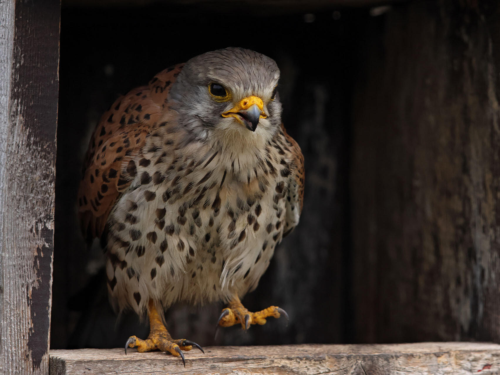 Kirchtürme sind wichtige Lebensräume für Falken. (Foto: Mathias Putze)