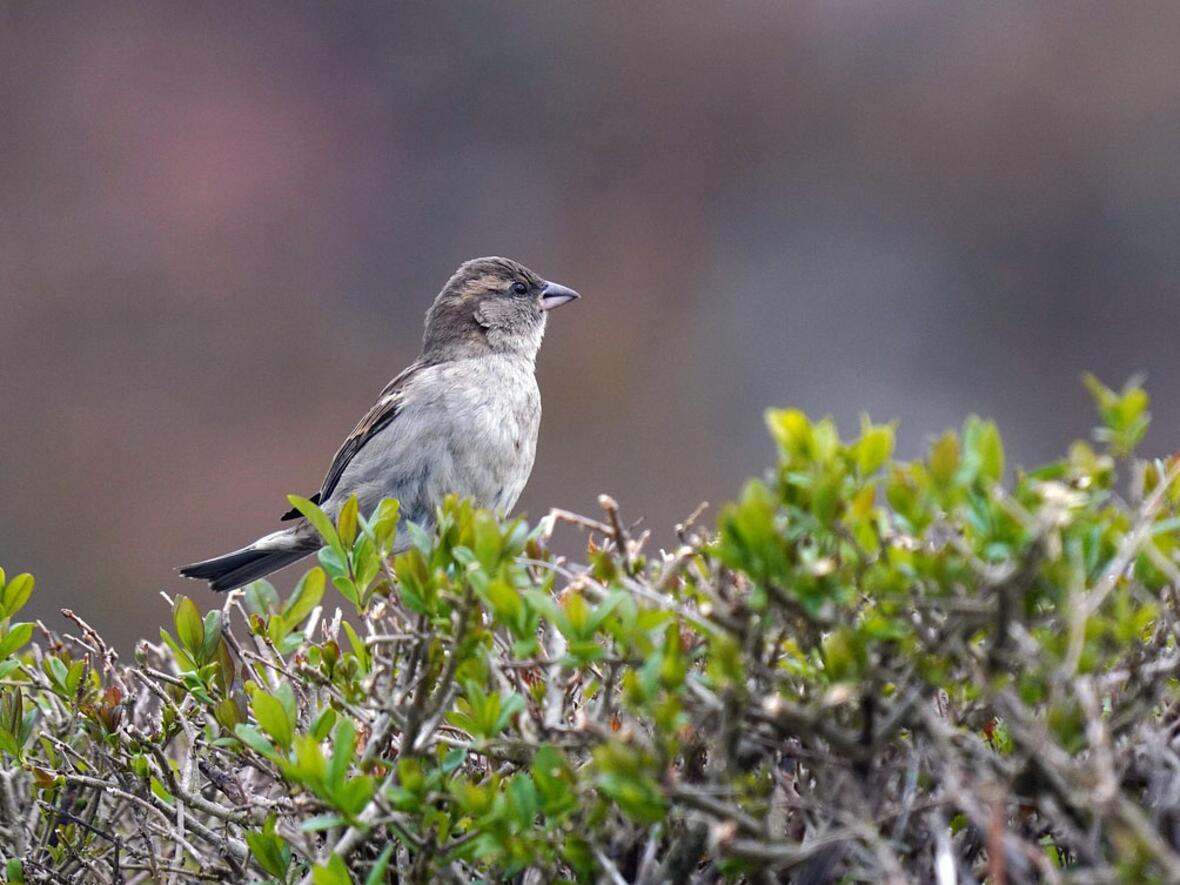 Wer wohl alles im Gebüsch lebt? (Foto: Markus Kammermann auf Pixabay)