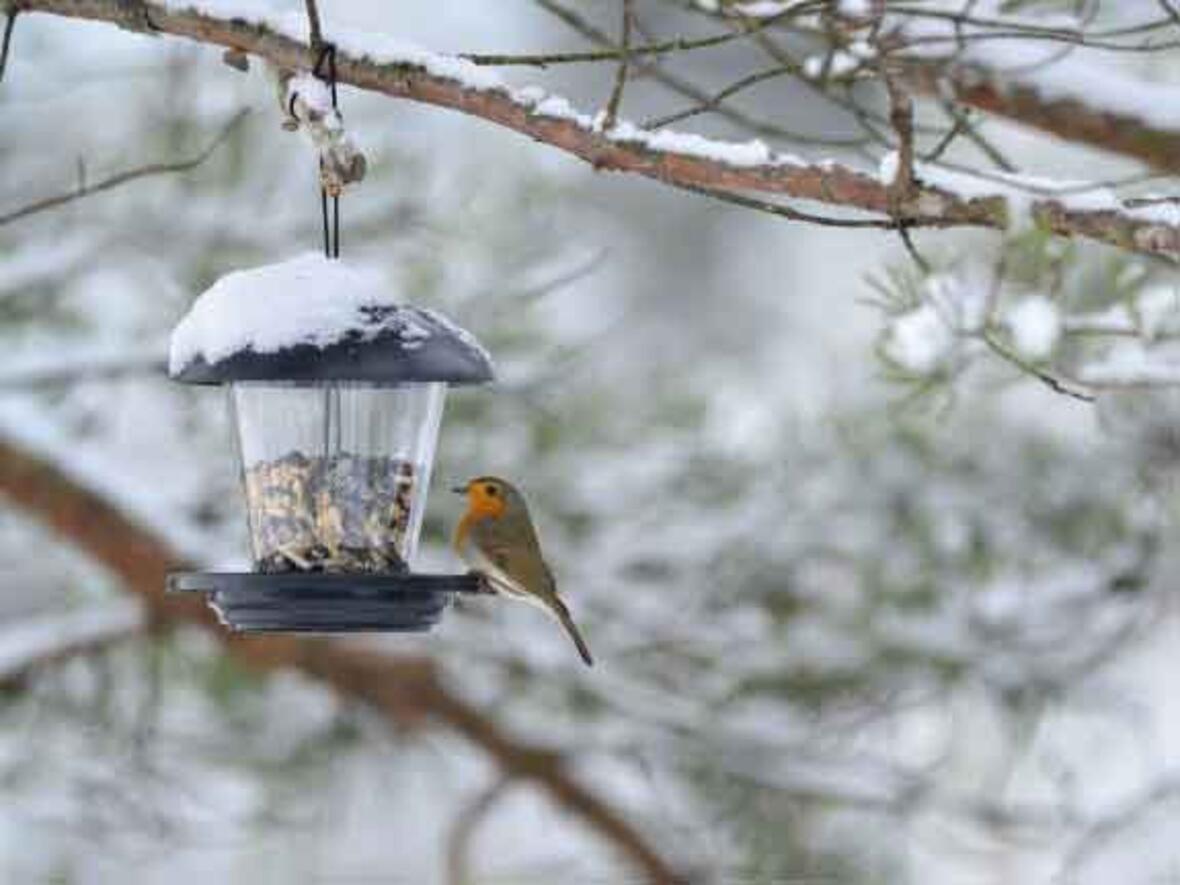 Rotkehlchen an einer Futterstation. (Foto: Olaf Broders/LBV)