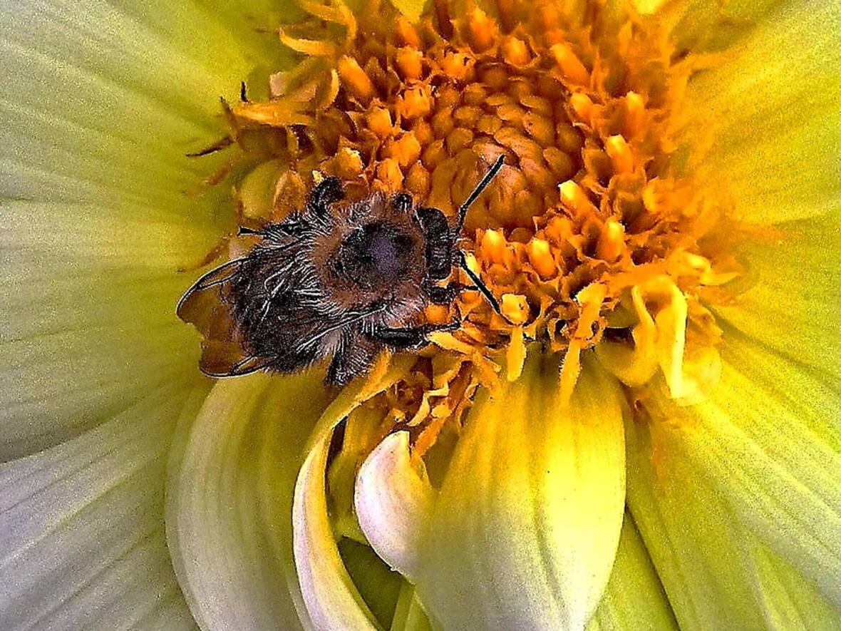 Die Bayerische Landesanstalt hat viele wertvolle Tipps zusammengestellt, die nicht nur Bienen freuen (Foto: monika1607 pixabay)) 