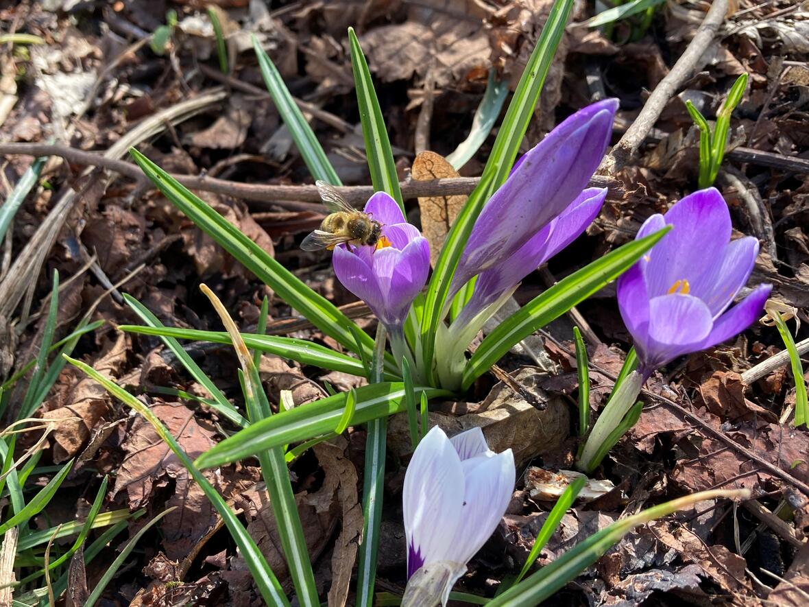 Gerade jetzt im Frühjahr freuen sich Insekten über wertvollen Blütennektar (Foto: Karl-Georg Michel)