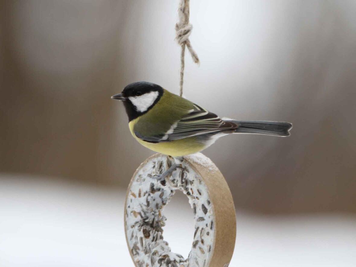 Gerade jetzt suchen Vögel wertvolle Energie (Foto: H.-J. Fünfstück/LBV)