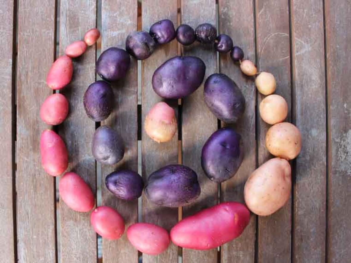 Aus den geernteten Kartoffeln sind auch viele schöne Bilder entstanden (Symbolfoto: Johanna Schäfer)