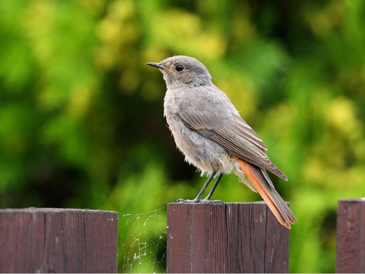 Stolzer Sieger: ein Hausrotschwanz (Foto: Zdenek Tunka/LBV)