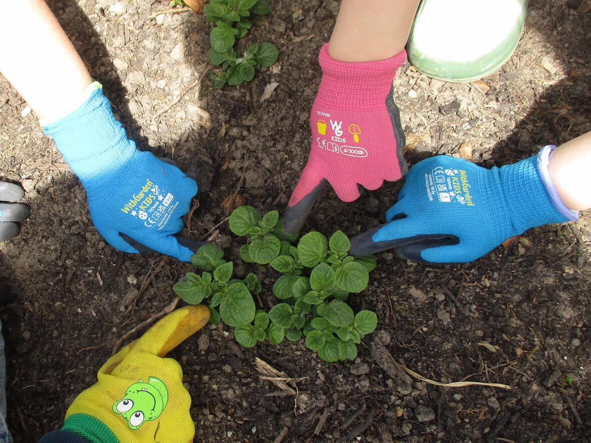 Zusammen pflanzen und wachsen lassen. (Foto: Benner /Kartoffelaktion)