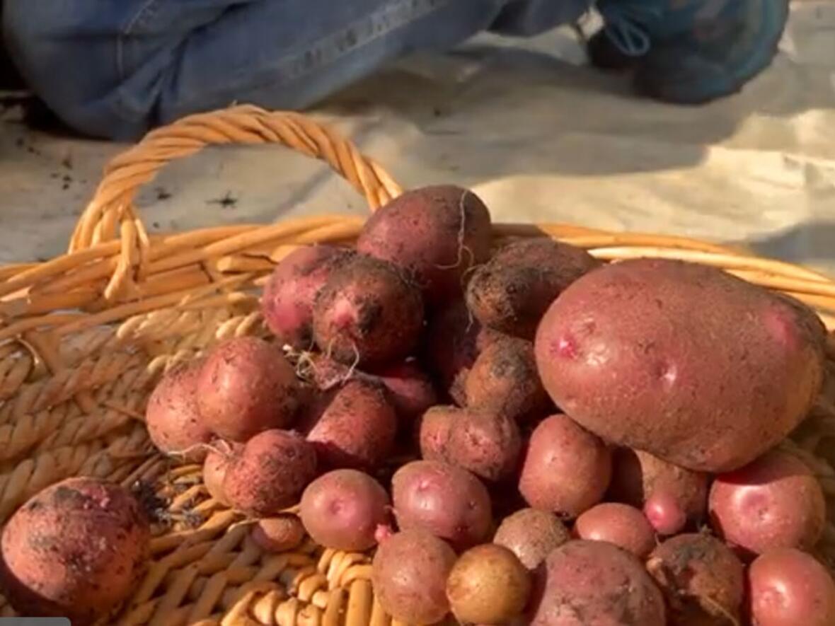 Diese Ernte kann sich sehen lassen! (Bild: katholisch1.tv)