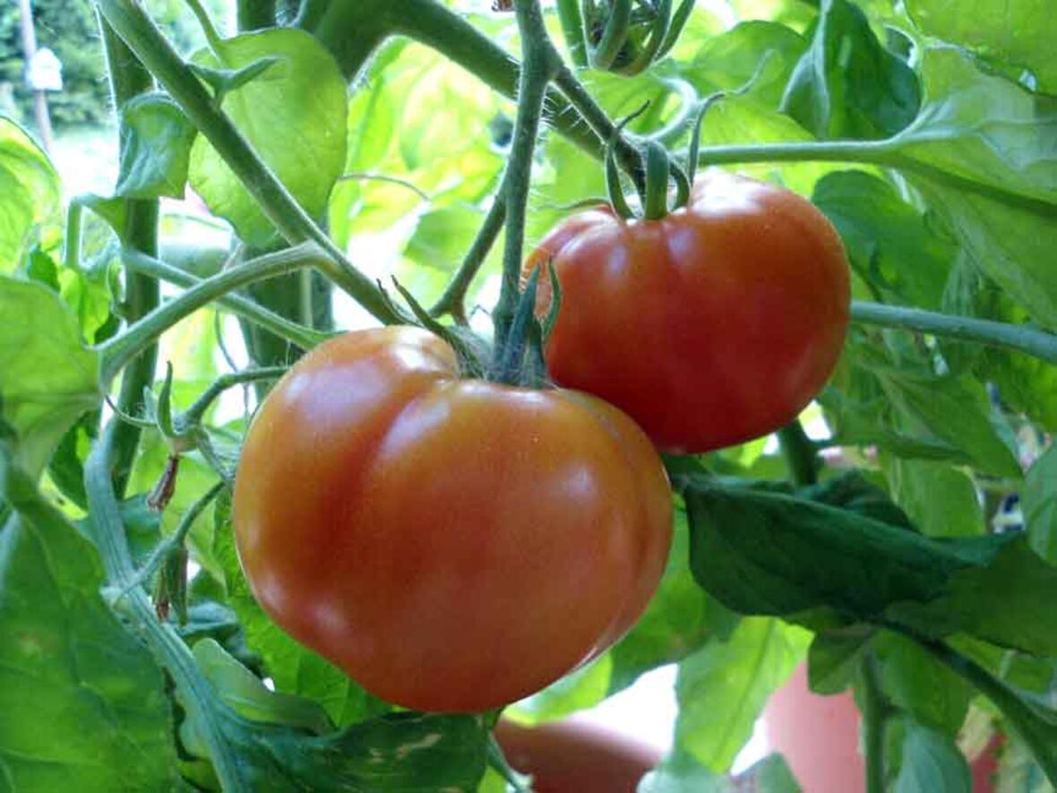 Schmecken nicht die eigenen Tomaten am besten? (Foto: Sr. M. Andrea Walterbach, in: pfarrbriefservice.de) 